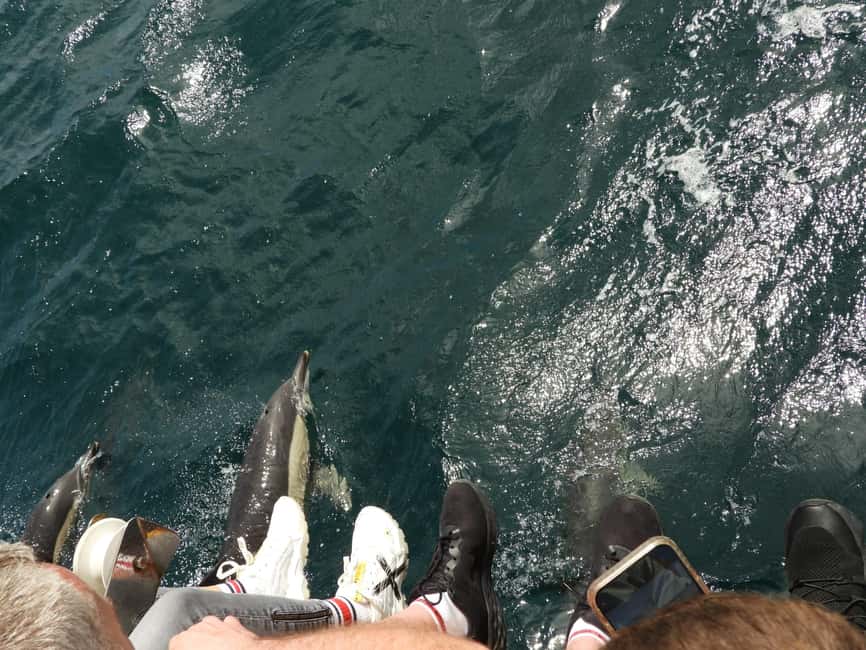 From Cádiz Bay: Tarifa Dolphin Watching Tour - Free time in Tarifa after the boat ride