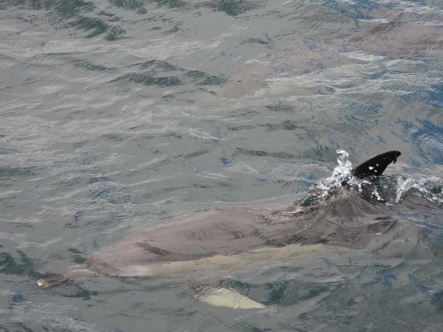 From Cádiz Bay: Tarifa Dolphin Watching Tour - Who should book this experience?