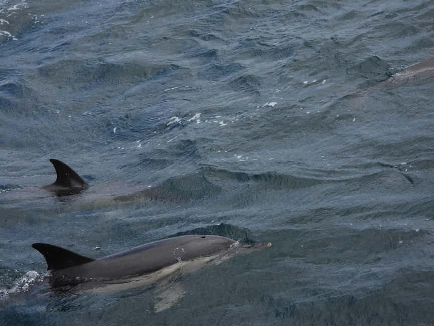 From Cádiz Bay: Tarifa Dolphin Watching Tour - My advice before you go