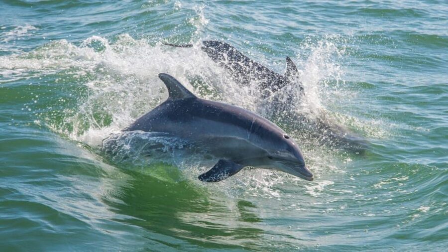 From Cagliari: sunset dolphin watching tour - Is $89.50 good value?