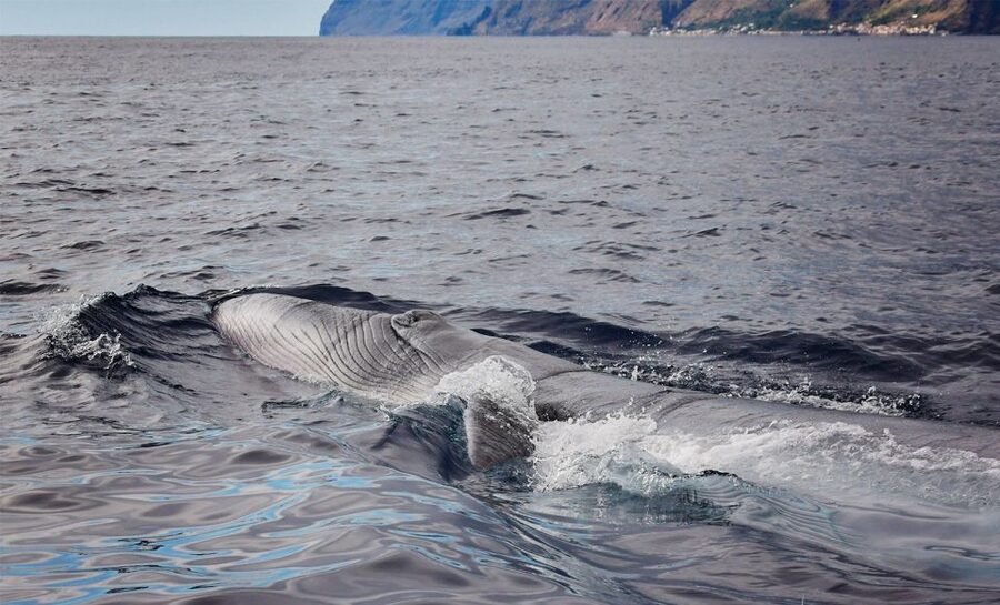 From Calheta: Madeira Whale and Dolphin Watching Boat Tour - Key things to know before you book