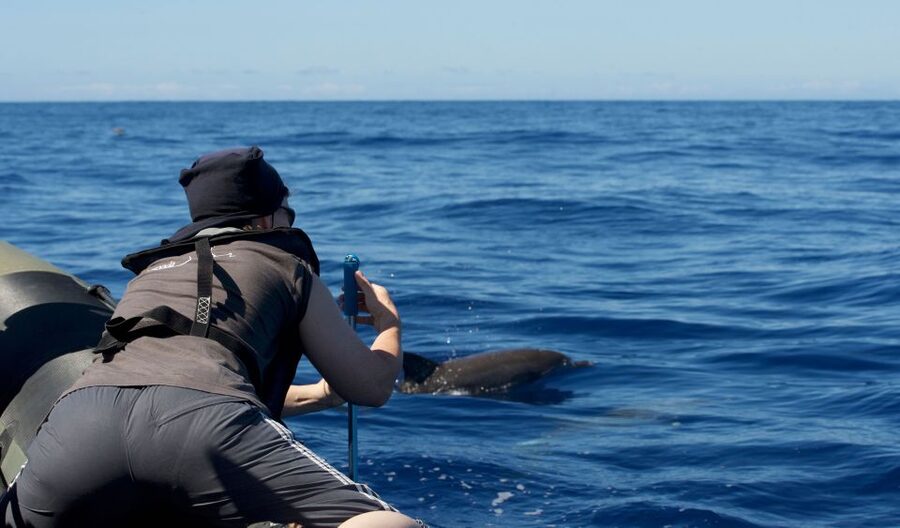 From Calheta: Madeira Whale and Dolphin Watching Boat Tour - Leaving Calheta Marina by speedboat