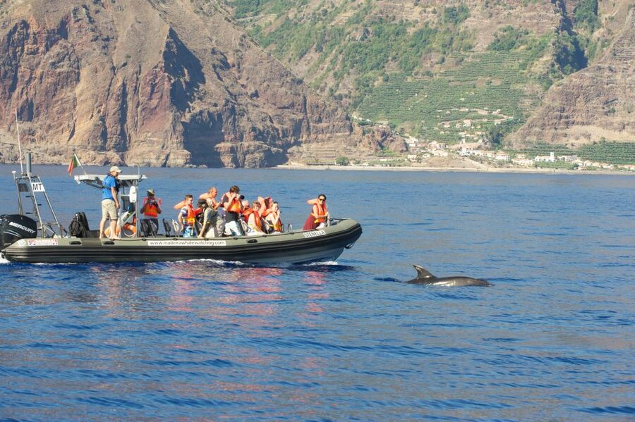 From Calheta: Madeira Whale and Dolphin Watching Boat Tour - The wildlife search: what you might see