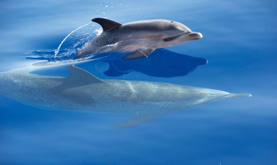 From Calheta: Madeira Whale and Dolphin Watching Boat Tour - What happens when wildlife appears