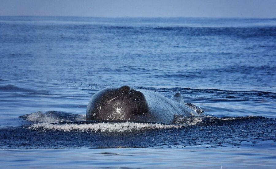 From Calheta: Madeira Whale and Dolphin Watching Boat Tour - Is $67 a fair price?