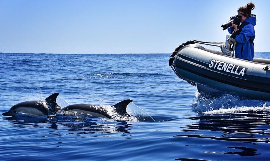 From Calheta: Madeira Whale and Dolphin Watching Boat Tour - Who will enjoy this tour most?