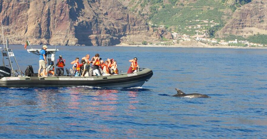 From Calheta: Madeira Whale and Dolphin Watching Boat Tour - Why the quiet boat matters