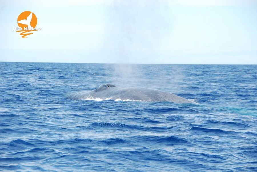 From Calheta: Whale and Dolphin Watching RIB Boat Tour - Key points before you book
