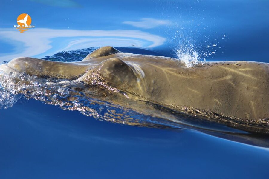 From Calheta: Whale and Dolphin Watching RIB Boat Tour - What to pack and what to leave behind