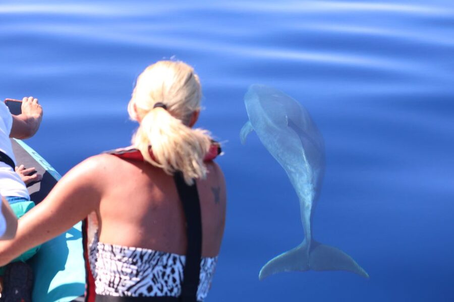 From Calheta: Whale and Dolphin Watching RIB Boat Tour - Leaving from Calheta Marina