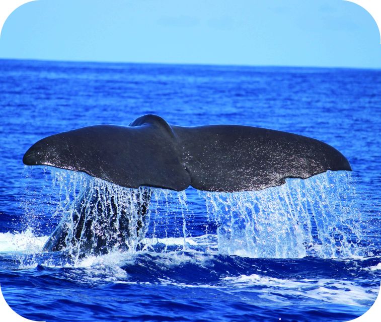 From Calheta: Whale and Dolphin Watching RIB Boat Tour - Searching for whales and dolphins