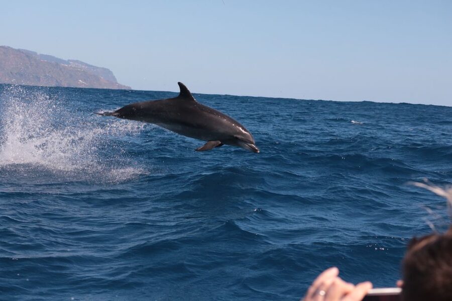 From Calheta: Whale and Dolphin Watching RIB Boat Tour - How close can you get to the animals?