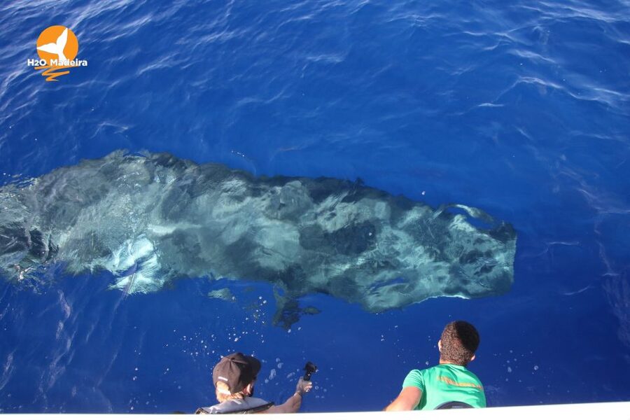 From Calheta: Whale and Dolphin Watching RIB Boat Tour - Madeira views from the water