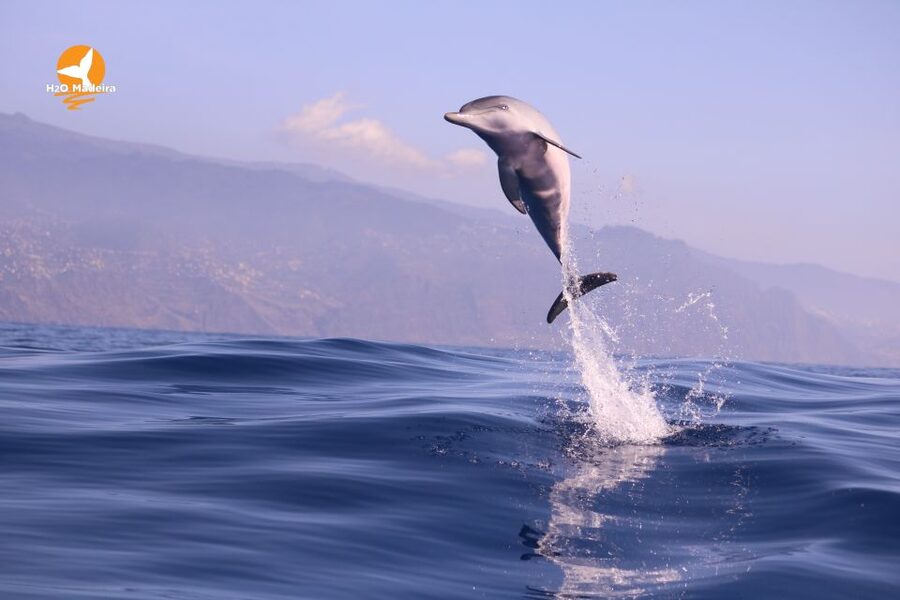 From Calheta: Whale and Dolphin Watching RIB Boat Tour - Is $70 good value?