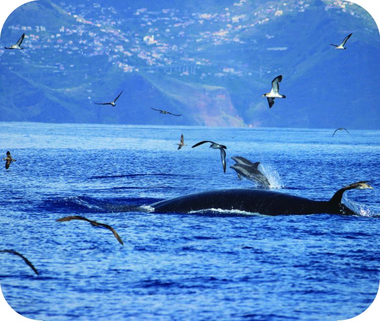 From Calheta: Whale and Dolphin Watching RIB Boat Tour - Who should take this tour?