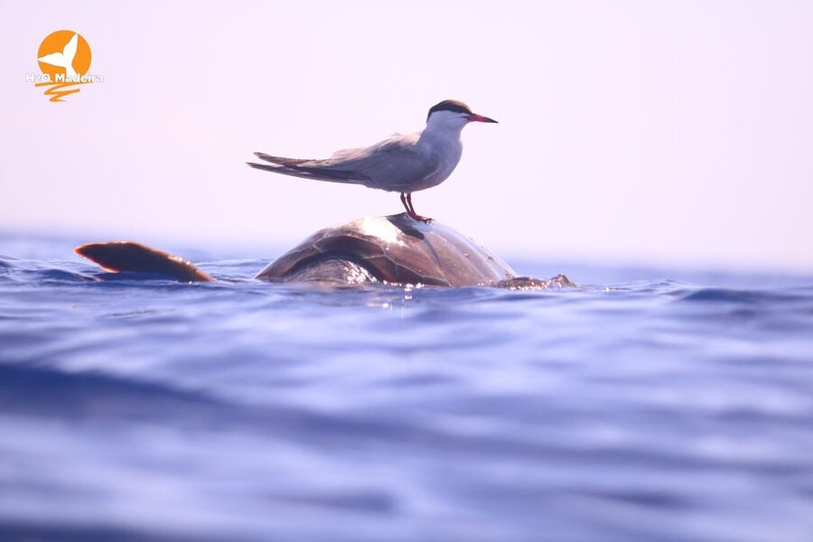From Calheta: Whale and Dolphin Watching RIB Boat Tour - Language, crew, and the feel on board