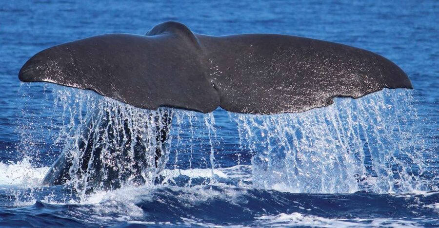 From Calheta: Whale and Dolphin Watching RIB Boat Tour - The RIB ride across Madeira’s Atlantic waters