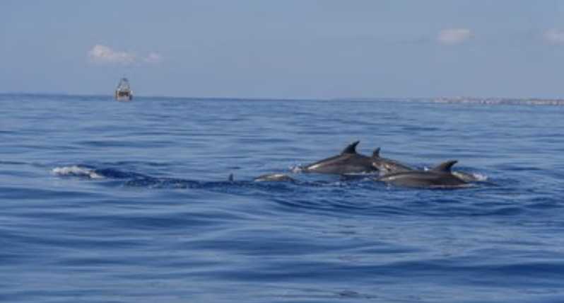 From Can Picafort: Dolphin Watching and Cave Boat Trip - A small boat with a big reason to go