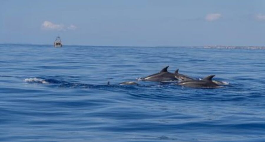 From Can Picafort: Dolphin Watching and Cave Boat Trip - Dolphin watching in the open Mediterranean