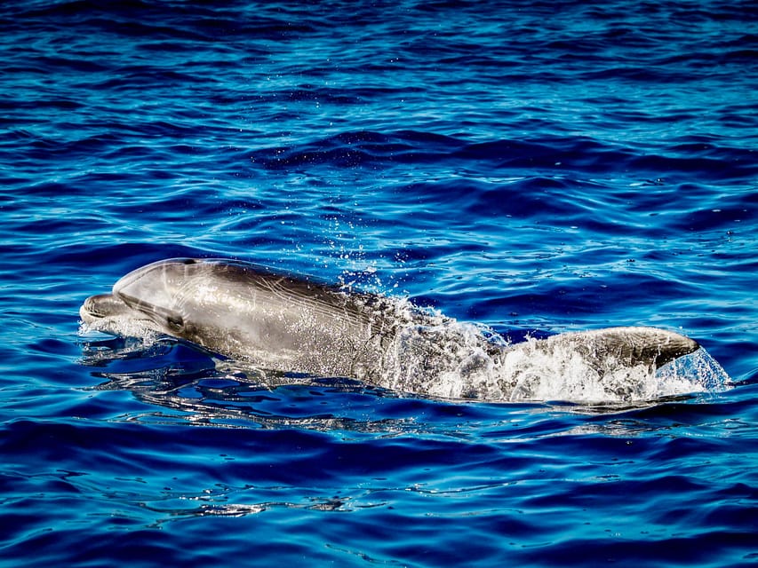 From Can Picafort: Dolphin Watching and Cave Boat Trip - Cap de Pinar and the short cave visit