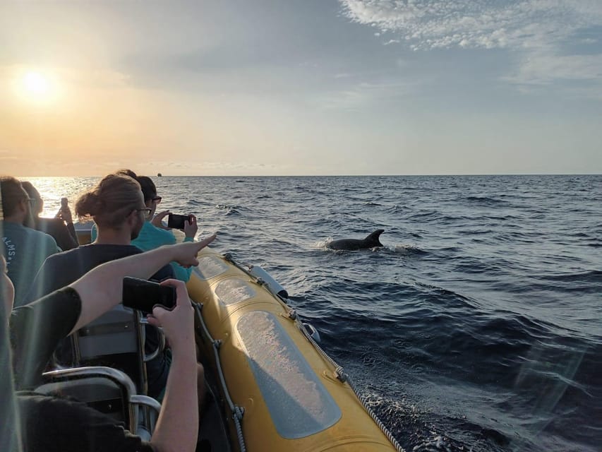 From Can Picafort: Dolphin Watching and Cave Boat Trip - Who will enjoy this three-hour trip