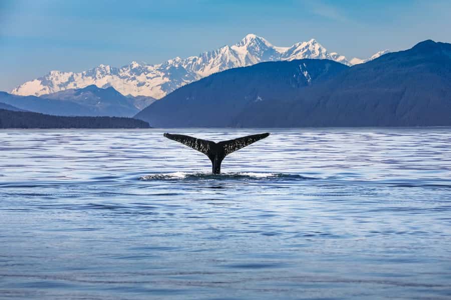 From Christchurch: Kaikōura Day Tour With Dolphin Encounter - Key points to know before booking