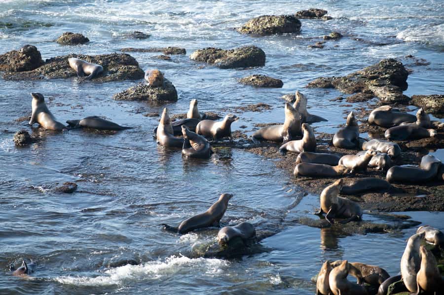 From Christchurch: Kaikōura Day Tour With Dolphin Encounter - One hour in Kaikōura before lunch