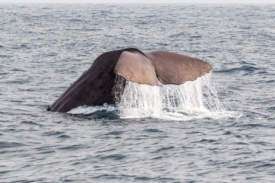 From Christchurch: Kaikōura Day Tour With Dolphin Encounter - Four hours with the Kaikōura dolphins