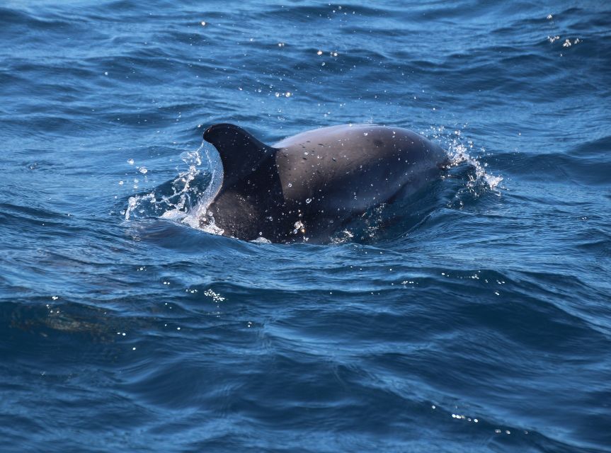 From Costa del Sol: Gibraltar Dolphin Watching by Boat - The 90-minute dolphin boat trip