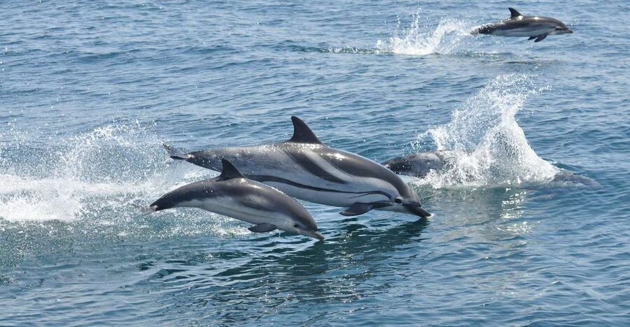 From Costa del Sol: Gibraltar Dolphin Watching by Boat - Food and a British-Mediterranean mix