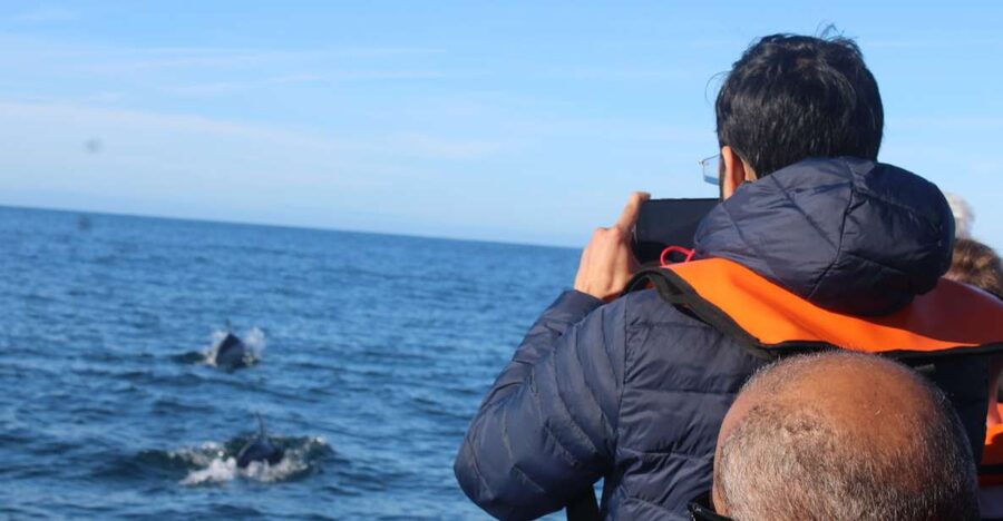 From Faro: Dolphin Watching & 2 Islands Tour - Key points to know before booking