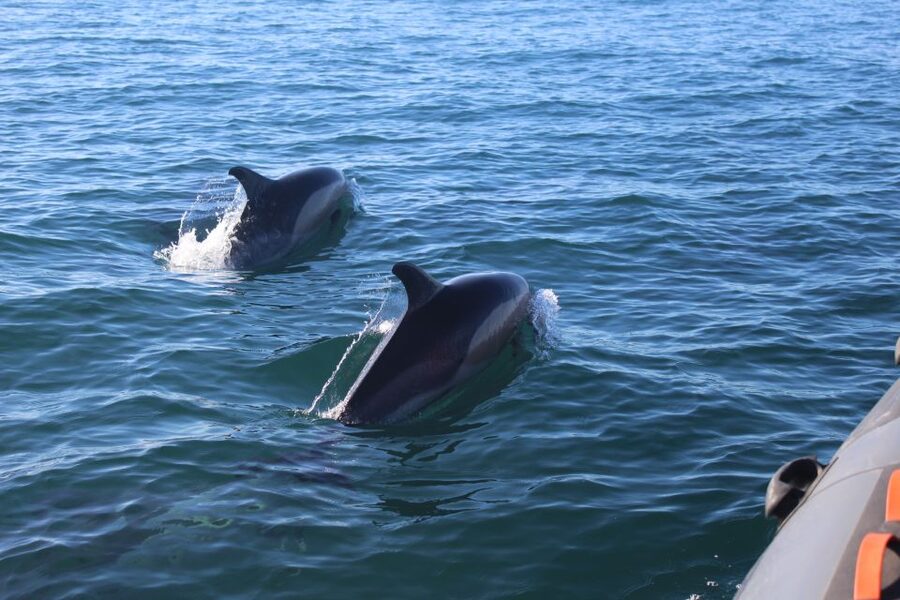 From Faro: Dolphin Watching & 2 Islands Tour - Should you book this Faro dolphin and island tour?