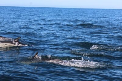 Dolphin Watching & 2 Islands Tour