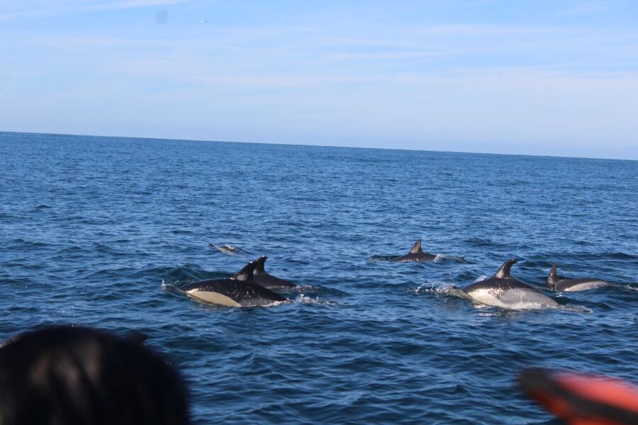 From Faro: Dolphin Watching & 2 Islands Tour - Ilha do Farol and its lighthouse village