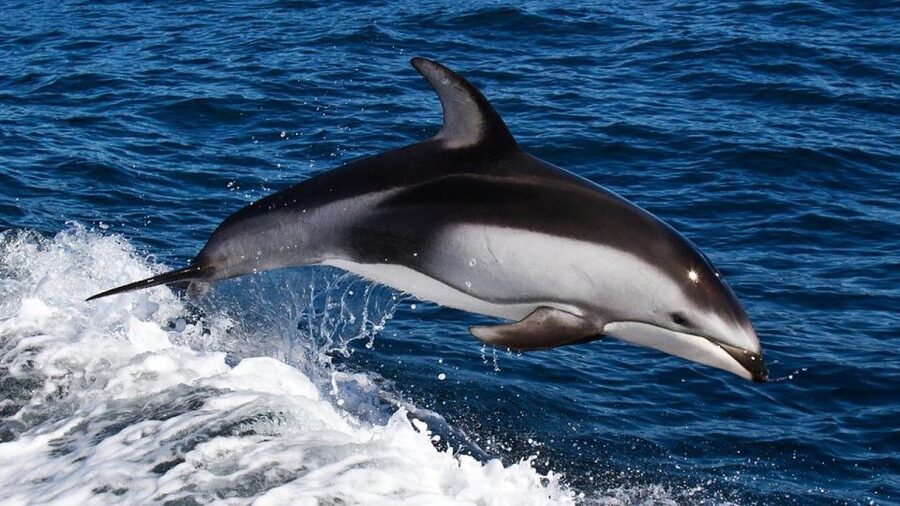 From Faro: Dolphin Watching & 2 Islands Tour - The ride back through changing tidal channels