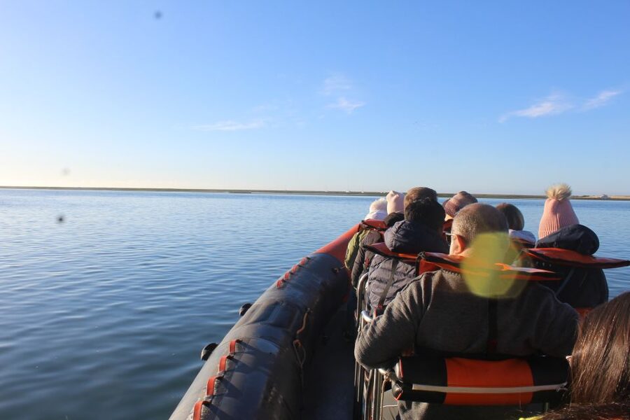 From Faro: Dolphin Watching & 2 Islands Tour - Timing, comfort, and who should book