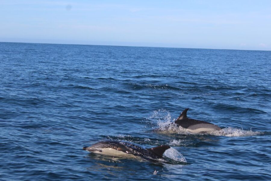 From Faro: Wildlife and Dolphin-Watching Speedboat Tour - Key points to know before you go