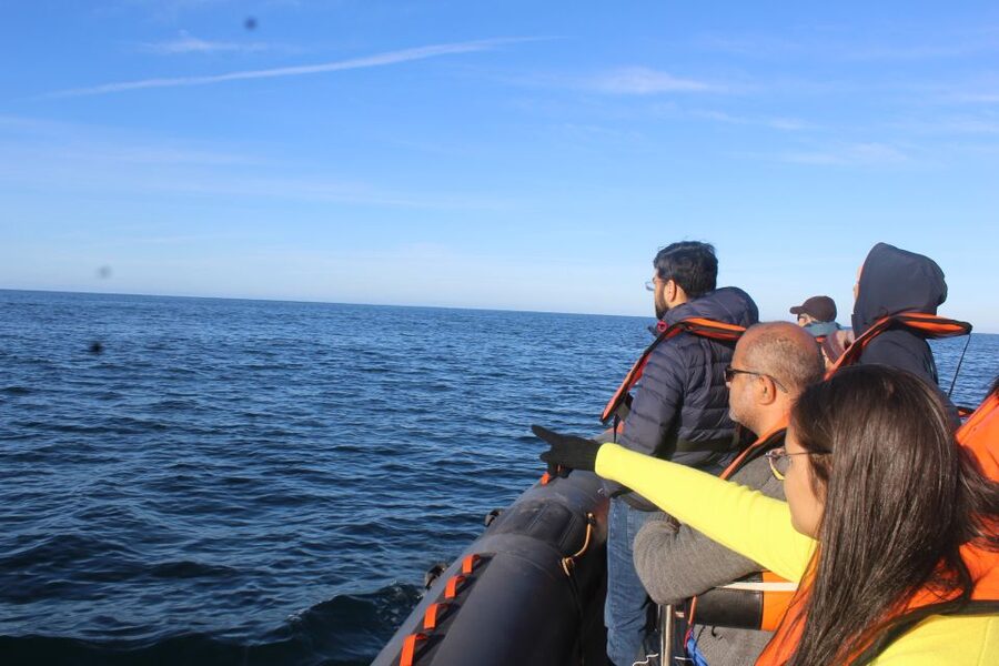 From Faro: Wildlife and Dolphin-Watching Speedboat Tour - Who should book this speedboat trip?