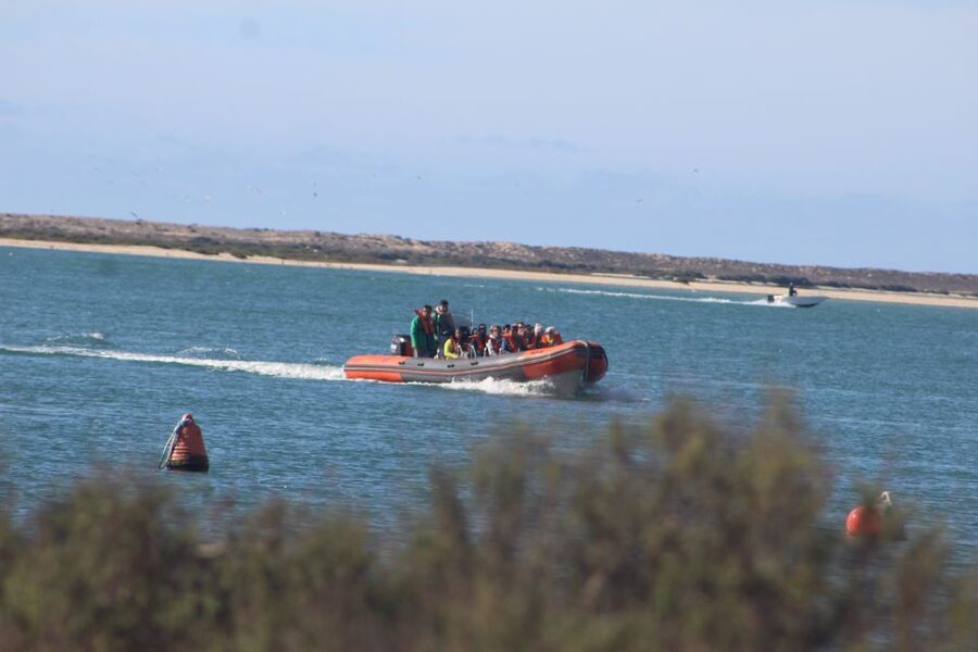 From Faro: Wildlife and Dolphin-Watching Speedboat Tour - Why this Faro dolphin trip is worth considering