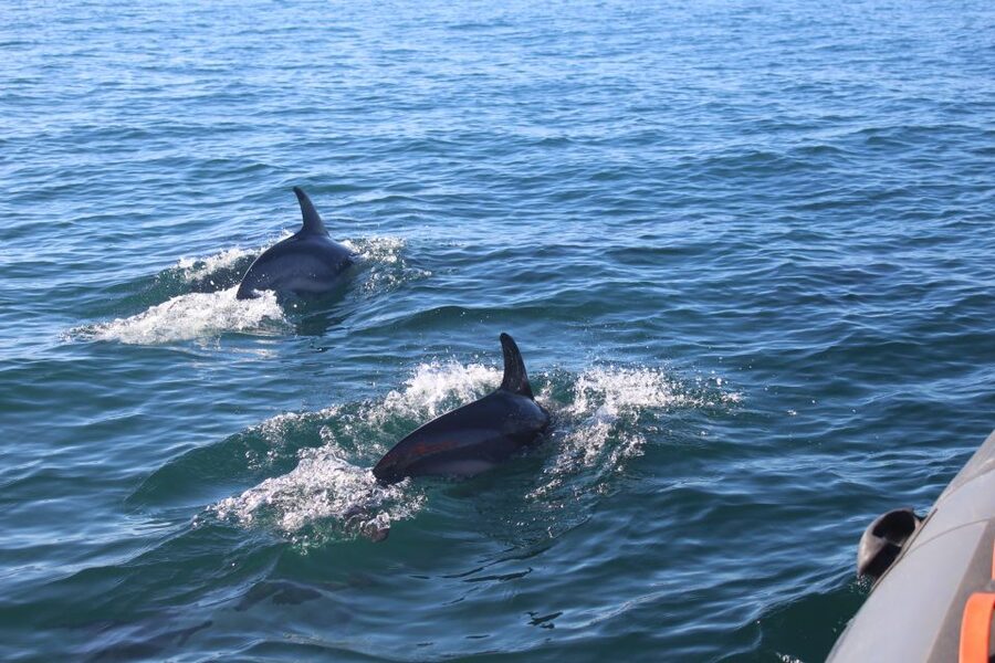 From Faro: Wildlife and Dolphin-Watching Speedboat Tour - Searching for dolphins in open water