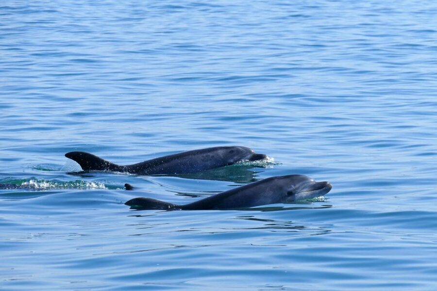 From Faro: Wildlife and Dolphin-Watching Speedboat Tour - The guide, language, and group size