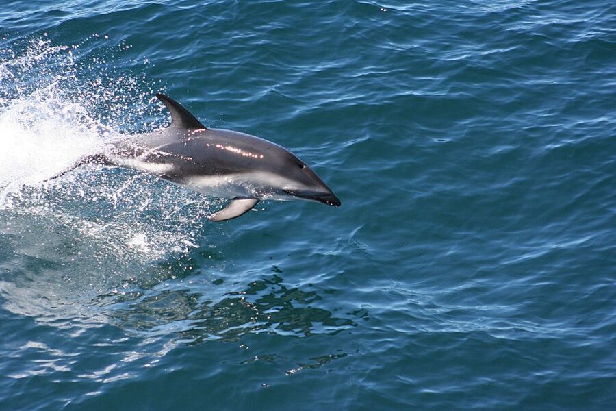 From Faro: Wildlife and Dolphin-Watching Speedboat Tour - Is $58 a fair price?