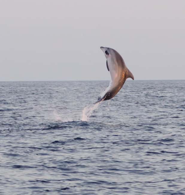 From Fazana: Dolphin watching and snorkeling in Blue Cave - Seagull’s Rocks: your longest water stop