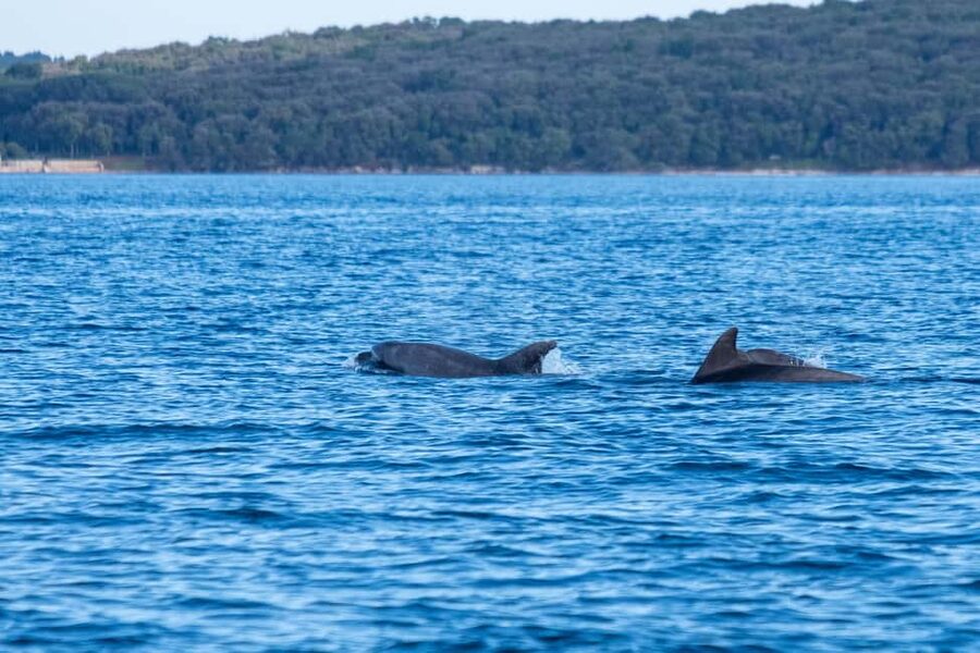 From Fazana: Dolphin watching and snorkeling in Blue Cave - Brijuni National Park: a second, shorter swim