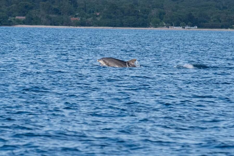 From Fazana: Dolphin watching and snorkeling in Blue Cave - The final 40 minutes: looking for Adriatic dolphins
