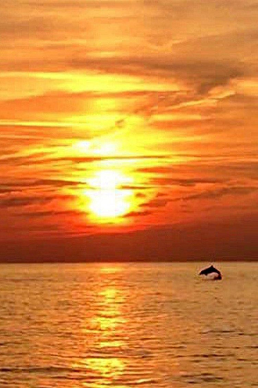 From Fazana: Dolphin watching sightseeing cruise at sunset - Key points before you book
