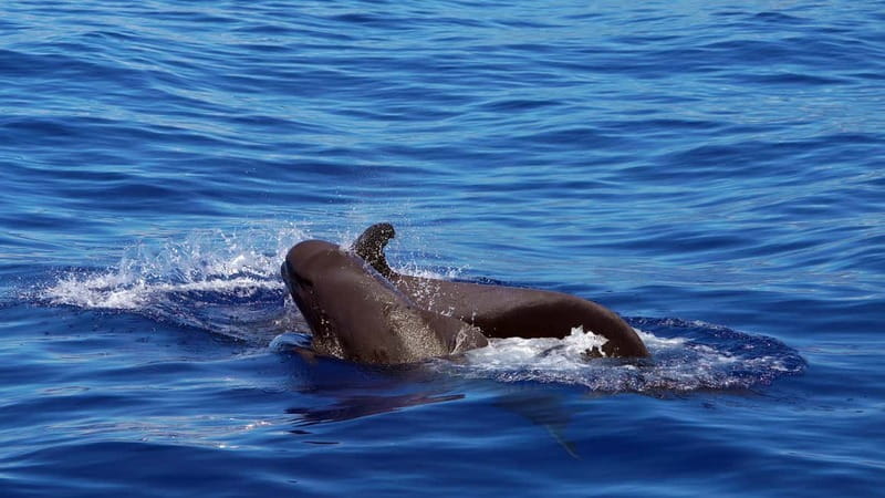 From Funchal: Ecological Catamaran Dolphin Whale Watching - Key points at a glance