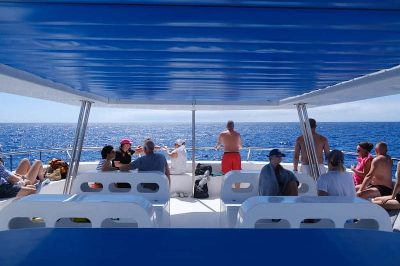 From Funchal: Ecological Catamaran Dolphin Whale Watching - Booking details worth knowing before you go
