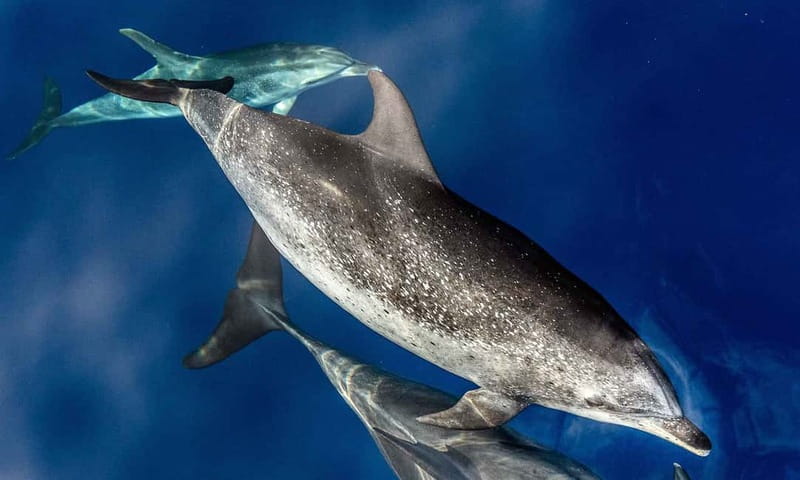From Funchal: Ecological Catamaran Dolphin Whale Watching - Why the quiet electric mode matters