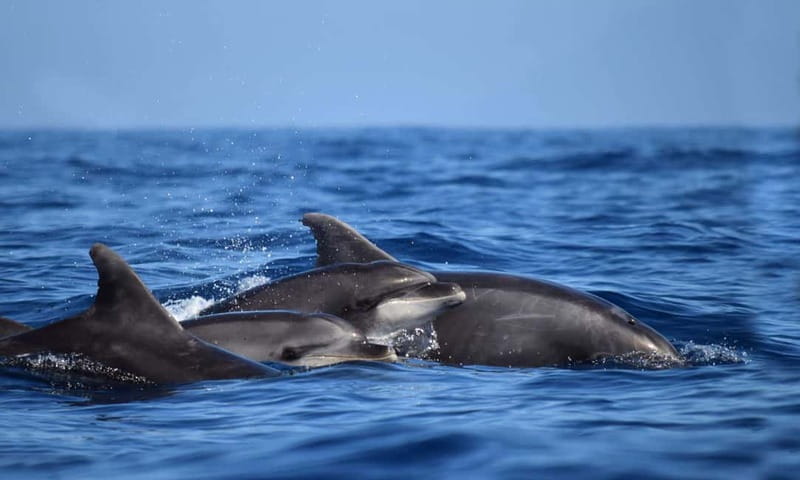 From Funchal: Ecological Catamaran Dolphin Whale Watching - The best places to watch from the boat